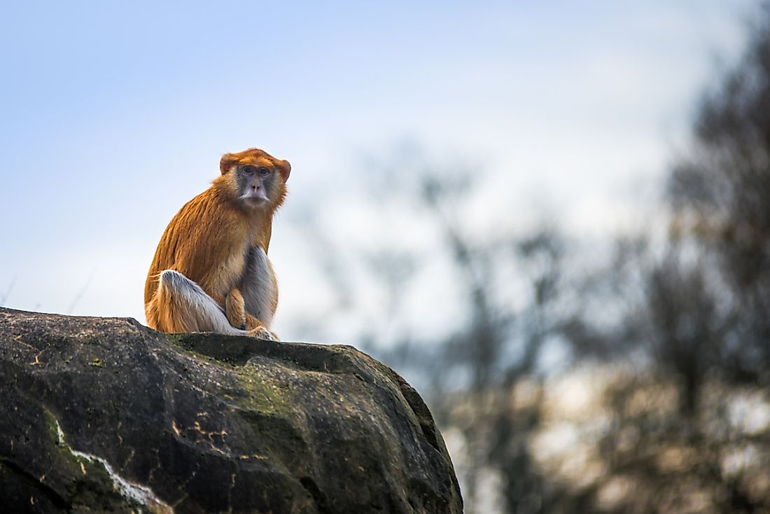  The Patas monkey prefers open ground like the savanna and the arid plains.