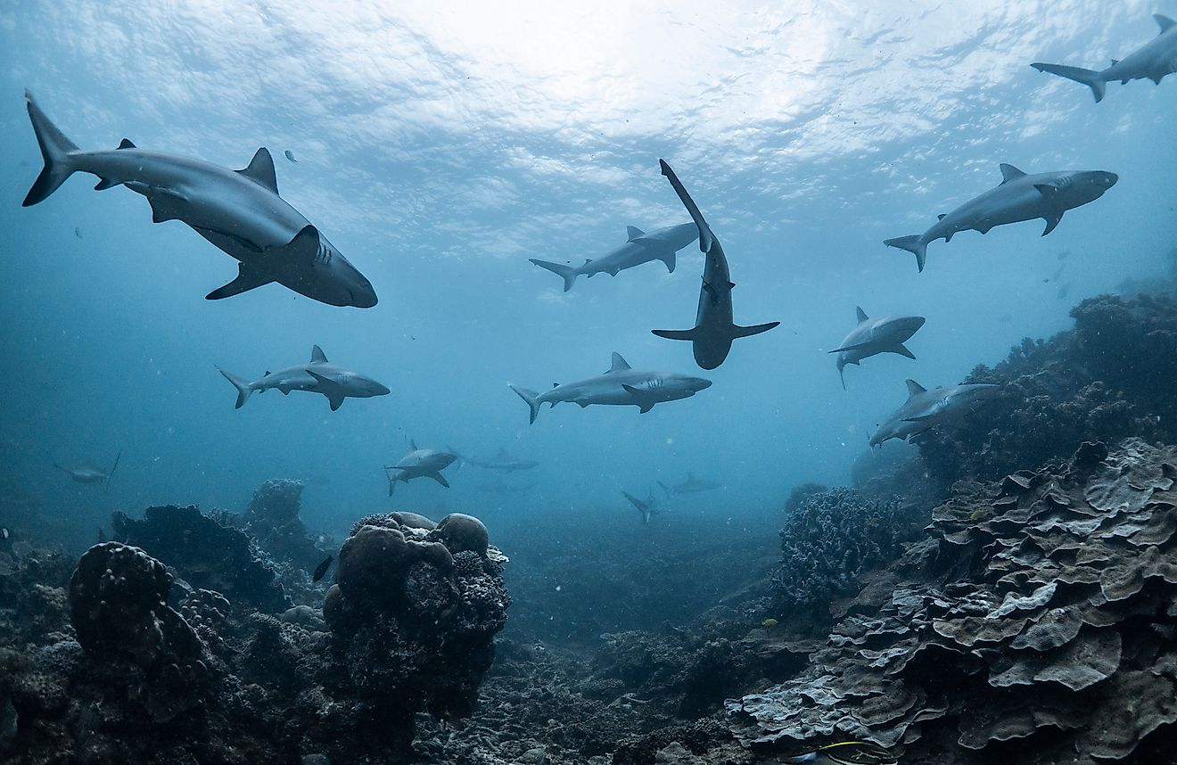 Schooling grey reef sharks, Ningaloo reef, Western Australia