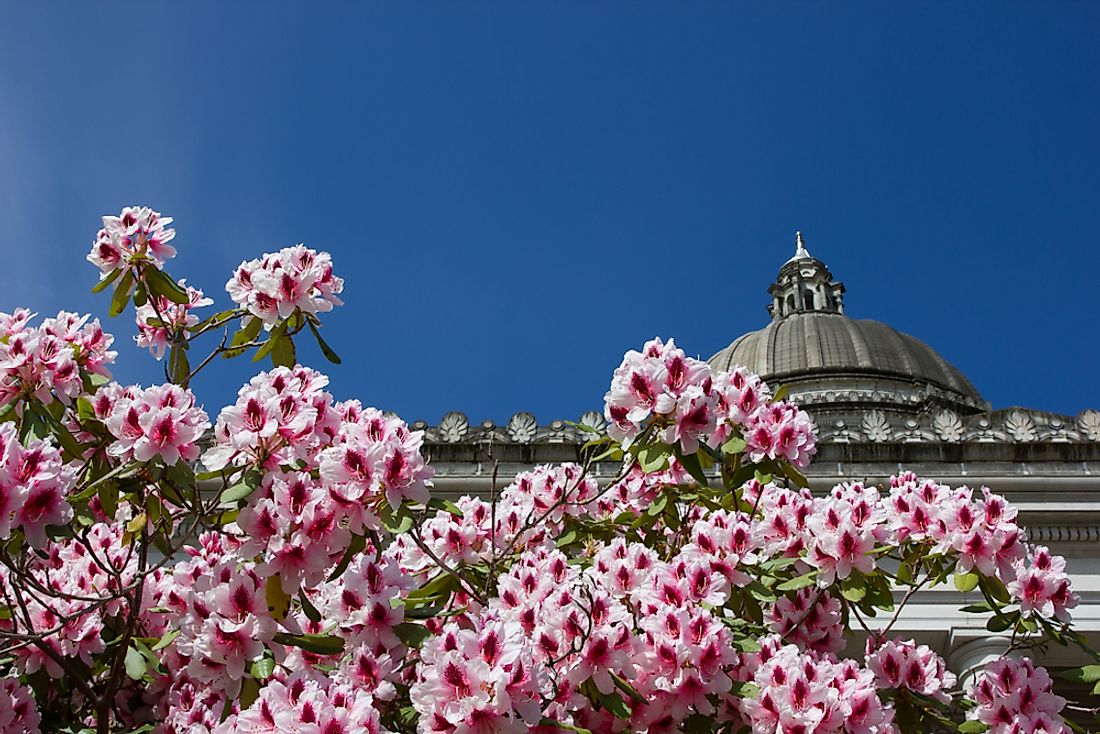 Pacific rhododendron in front of the Washington state capitol building.
