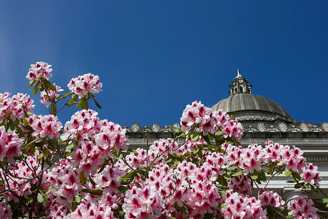 Pacific rhododendron in front of the Washington state capitol building.