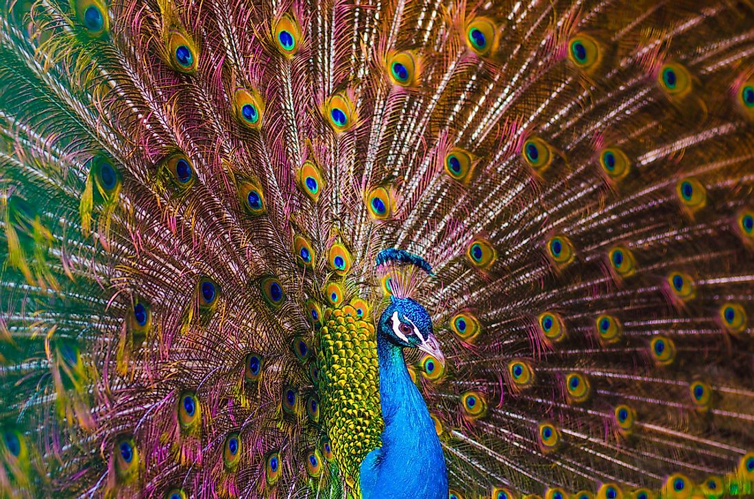 The male peafowl is known for its incredible feather patterns. 