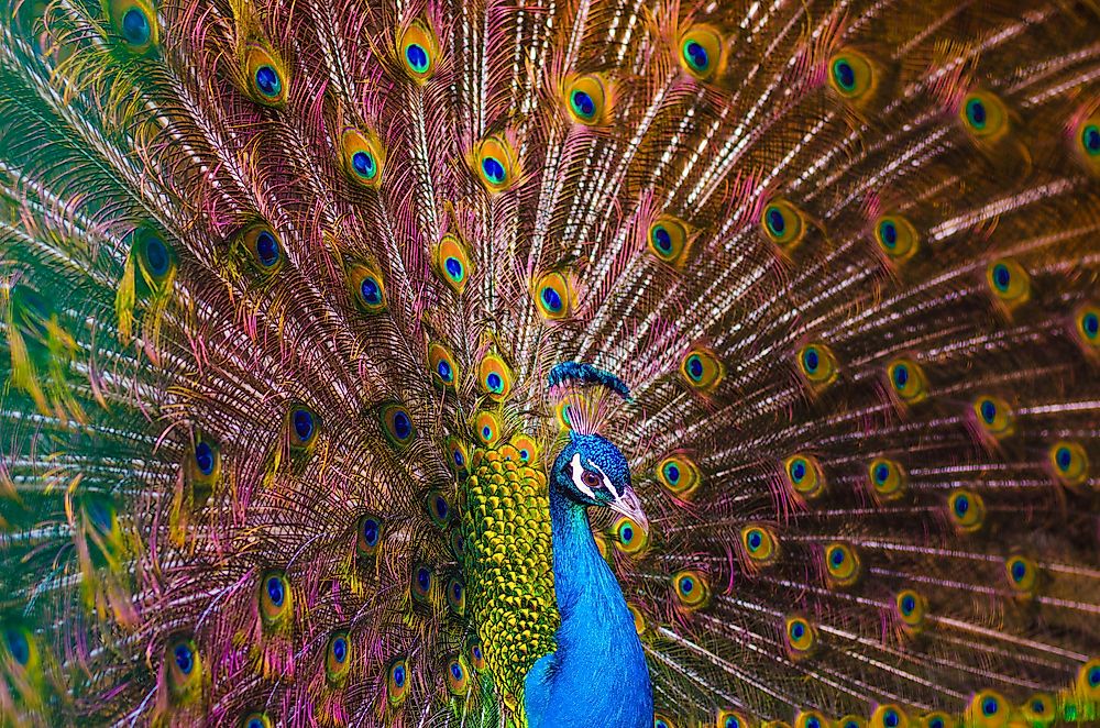 The male peafowl is known for its incredible feather patterns. 