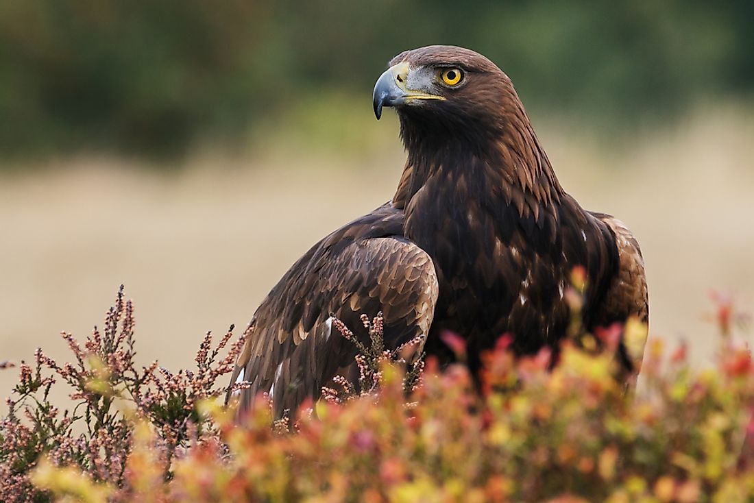 What Are the Largest Birds of Prey?