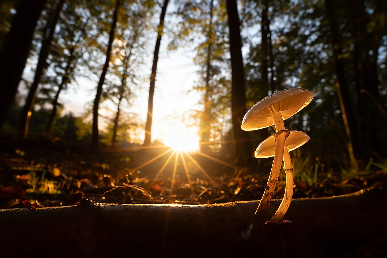 Mushrooms, nature's vibrant fungi. 