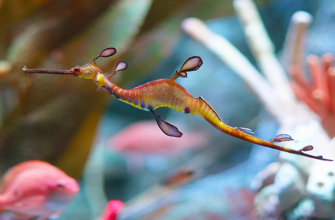 Sea dragons are marine creatures similar to sea horses that live near rocky reefs and seagrass.