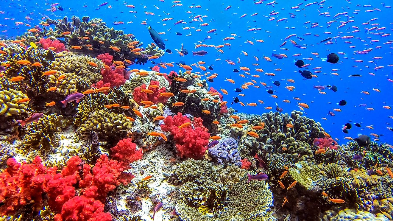 Coral Reef in Fiji. 