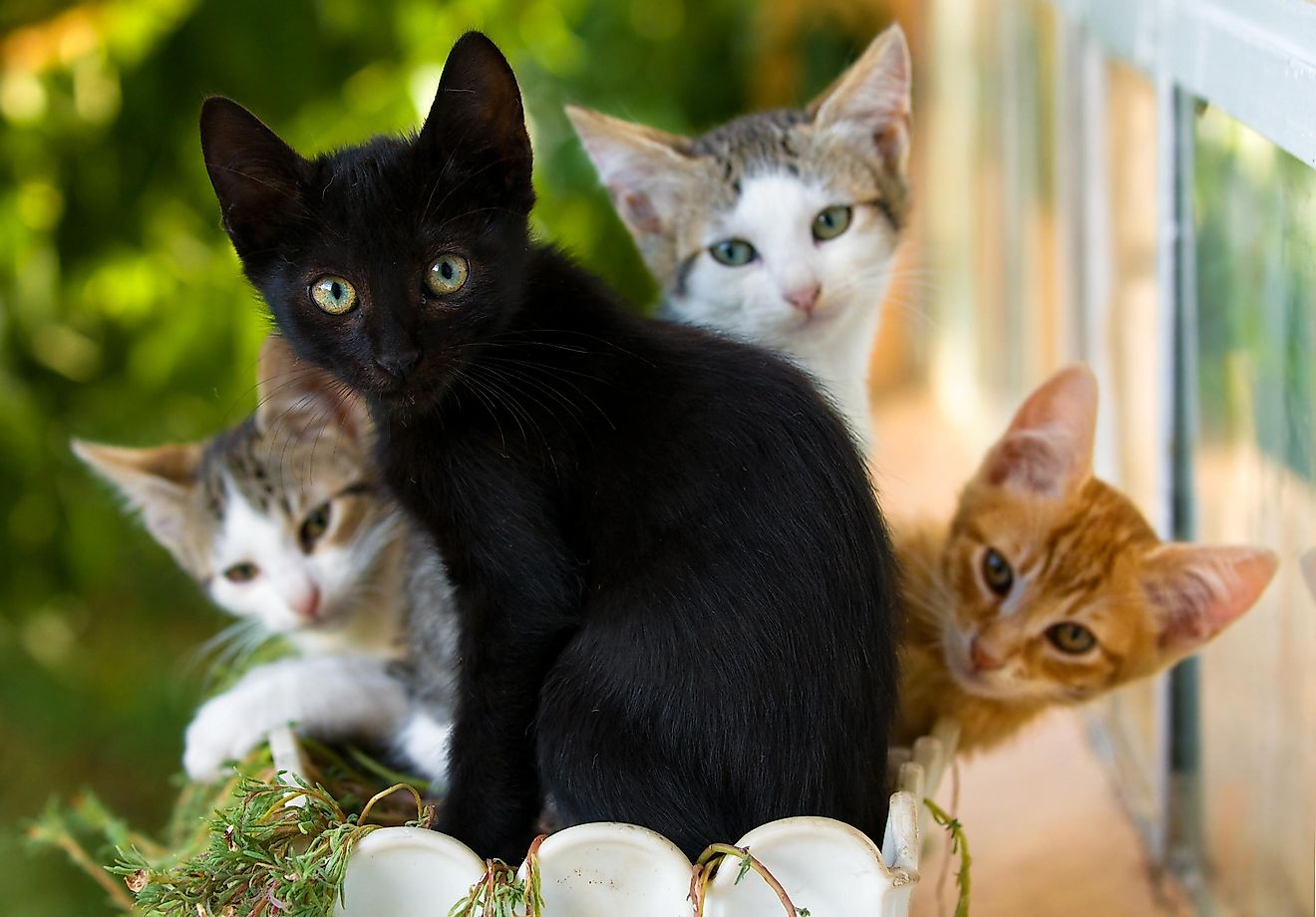 Cats are Europe's most popular pets.