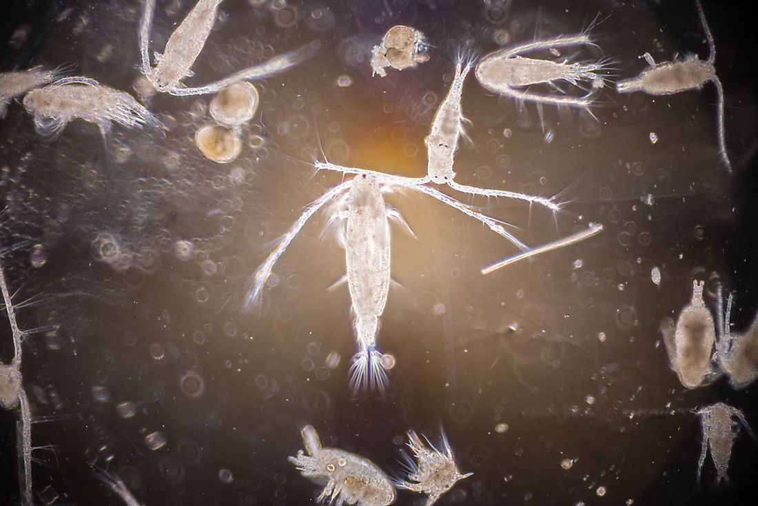 Zooplankton under a microscope. 