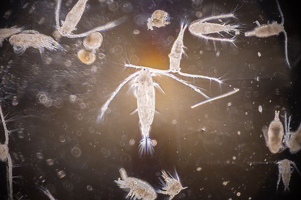 Zooplankton under a microscope.