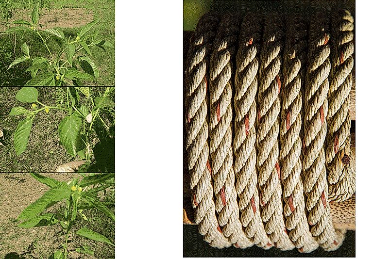 Pictured: Jute (Corchorus) plants on the left, and derived jute rope on the right.