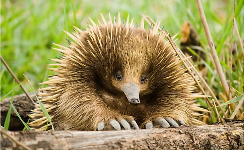 An echidna.