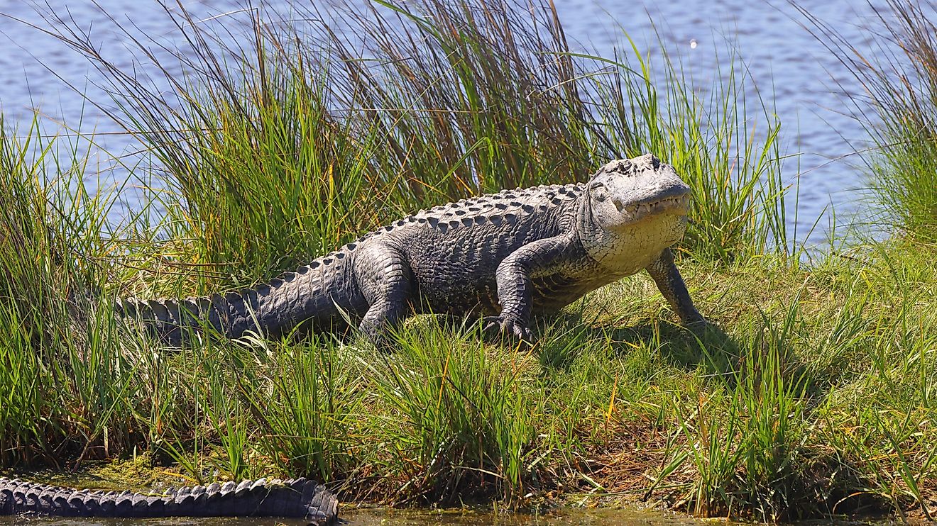 An alligator strolling through grass near water.