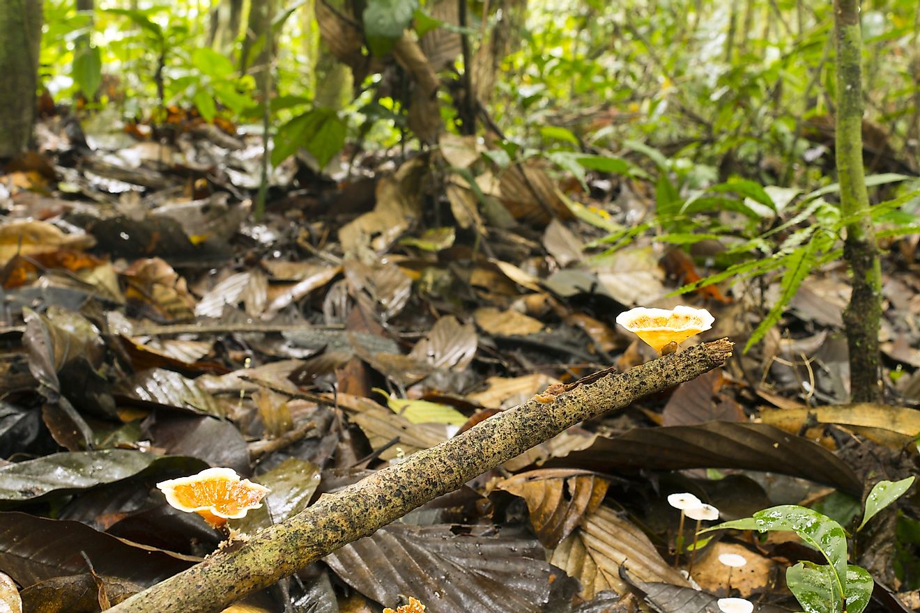 Fungus Aquascypha hydrophora growing on the rainforest floor, Ecuador.