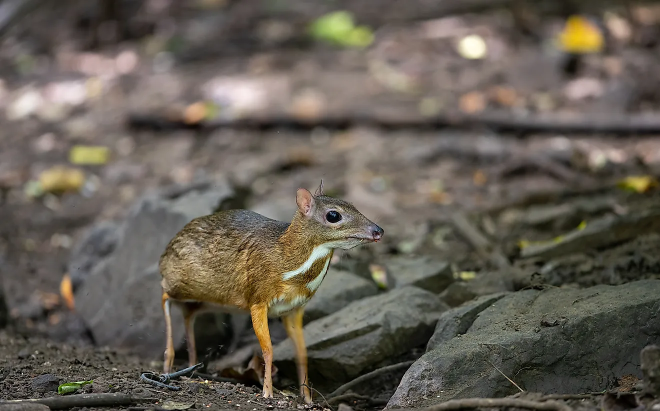 Chevrotains, small mammals that resemble deer, are found in Turkey.