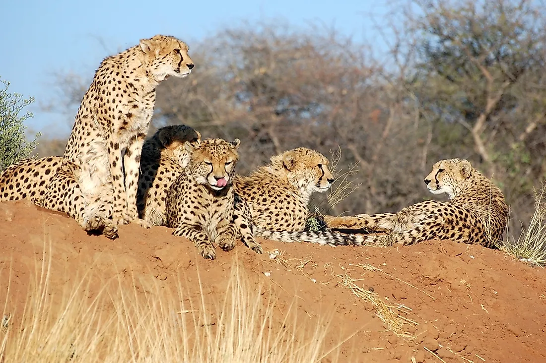 Cheetahs in Namibia.