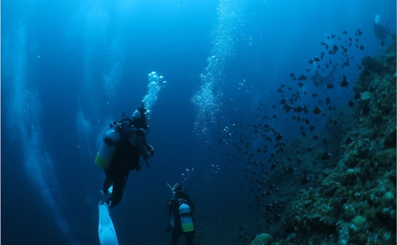 The deep sea is home to mysterious creatures like the telescope octopus.