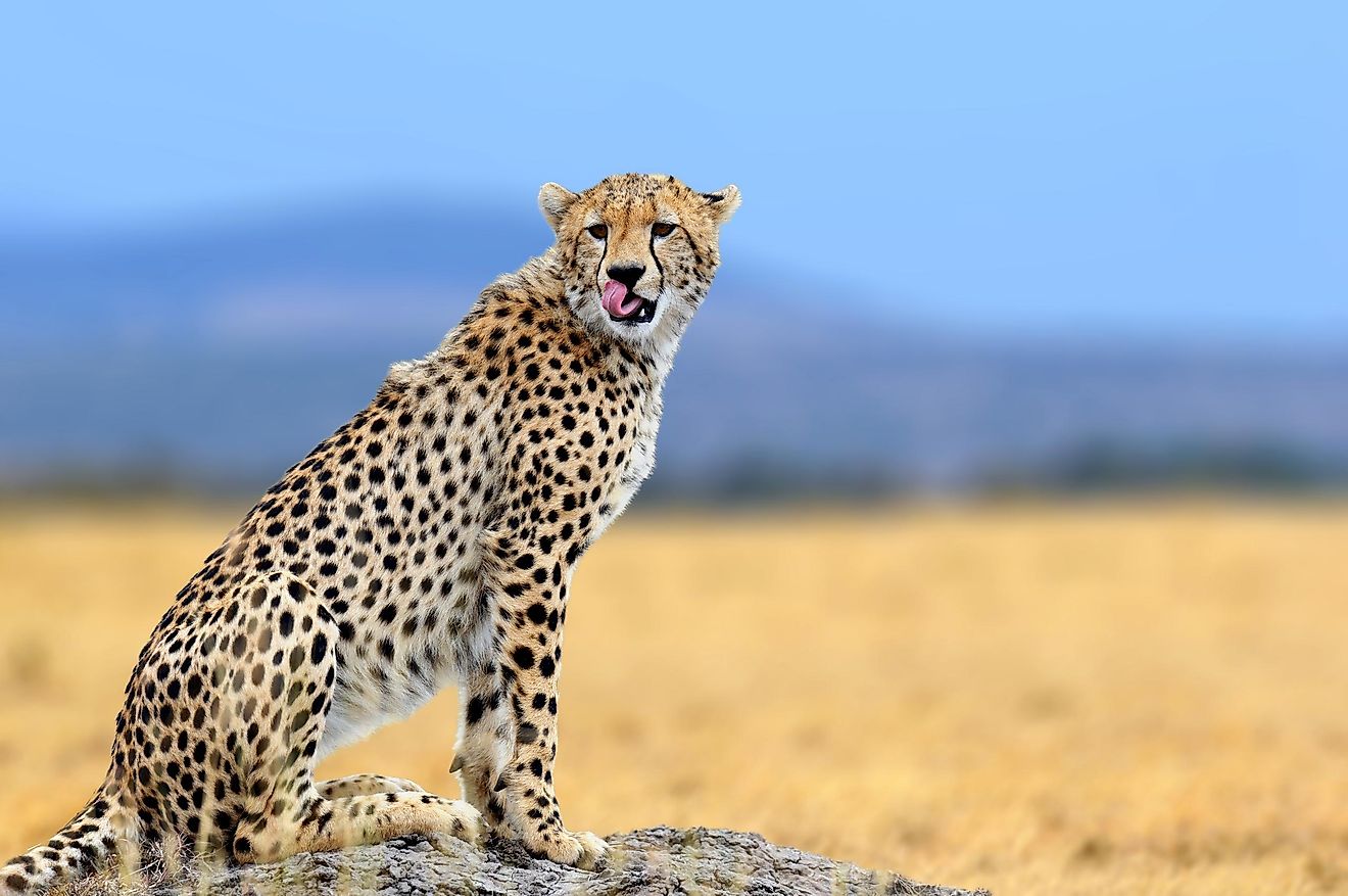African cheetah.