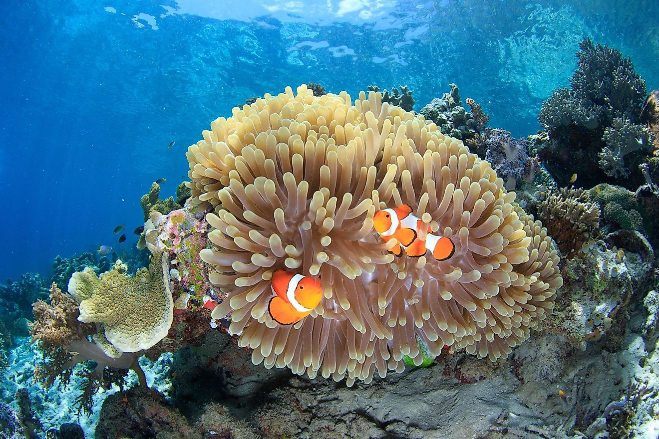 Sea anemones and colorful clownfish also exhibit commensalism. 