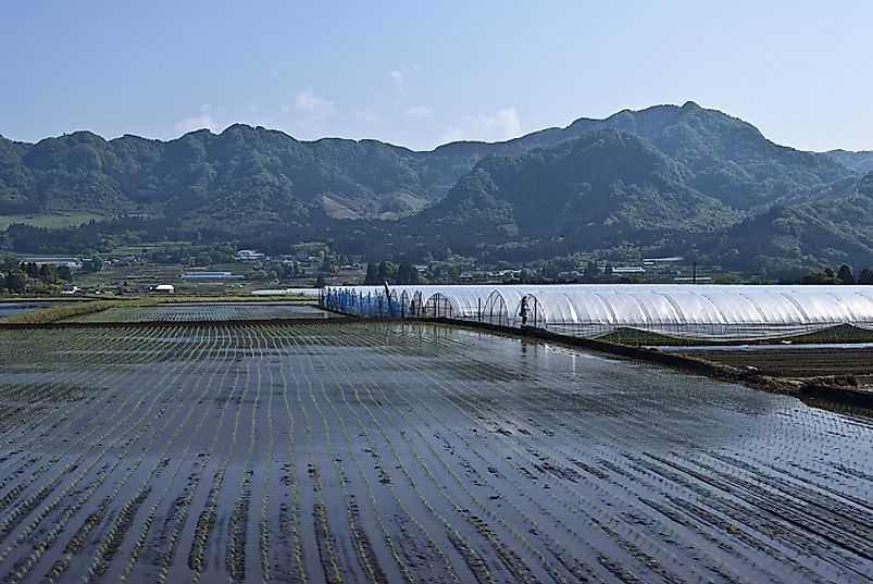 Commercial rice paddies and greenhouses in Kumamoto Prefecture near Mount Aso on the island of Kyushu.