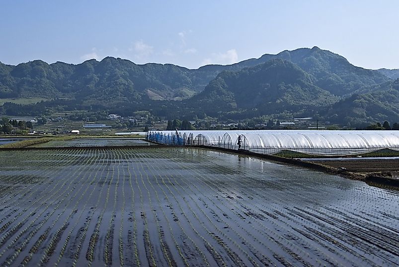 Commercial rice paddies and greenhouses in Kumamoto Prefecture near Mount Aso on the island of Kyushu.