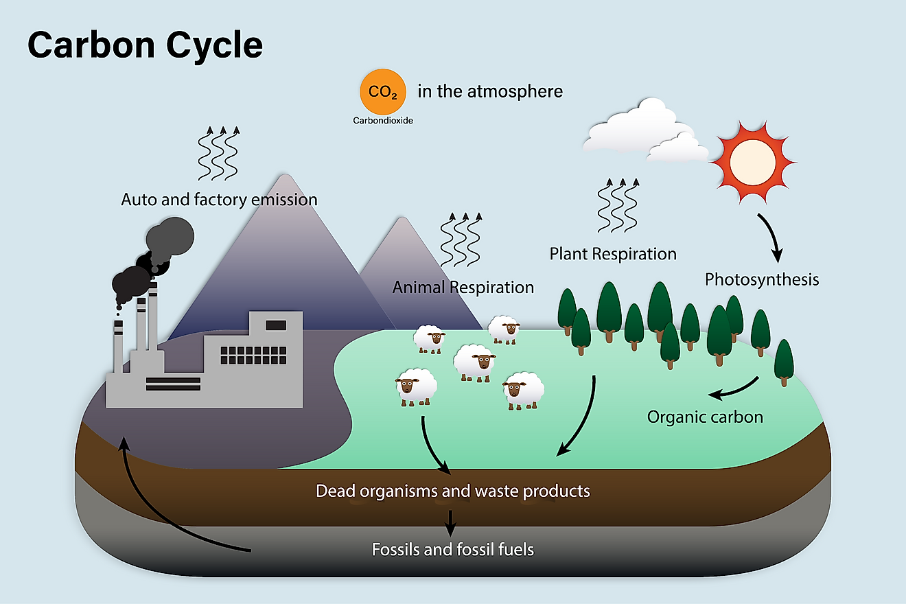 Cycle fossil fuels carbon 1D: Fossil