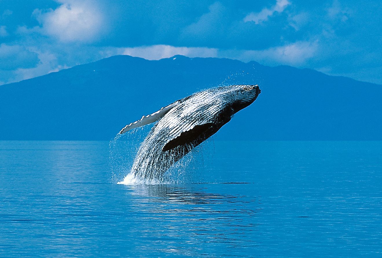 Humpback whale breaching (Megaptera novaeangliae), Southeast Alaska. Image credit: davidhoffmann photography/Shutterstock.com