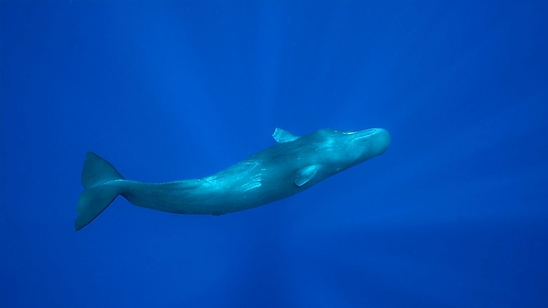 The sperm whale is one of the deepest divers in the world. 
