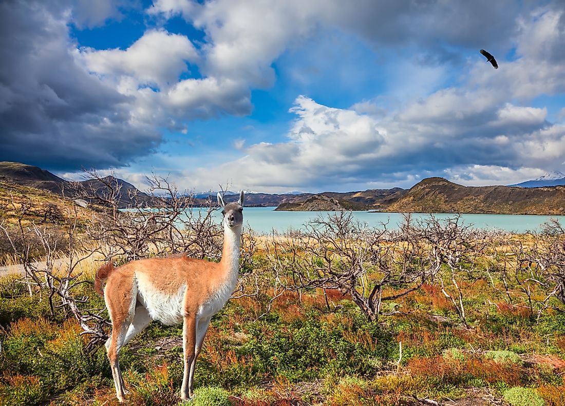 Torres del Plaine, in Chile and Argentina, is an example of a biosphere reserve. 