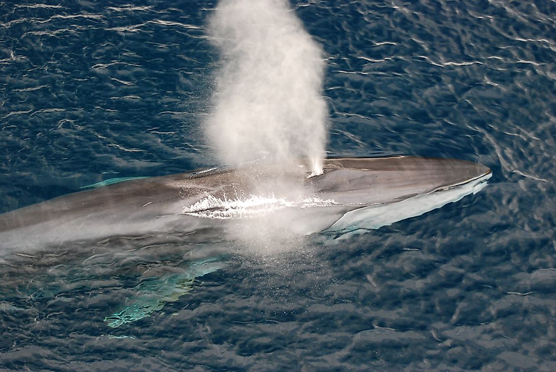 A fin whale. 