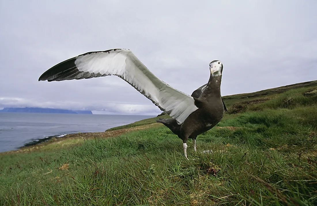 wandering albatross laying