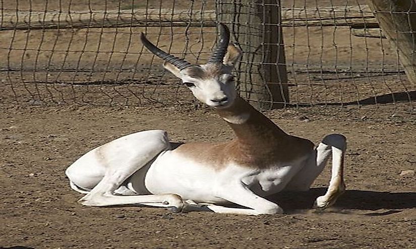 The dama gazelle is a native species of Niger.