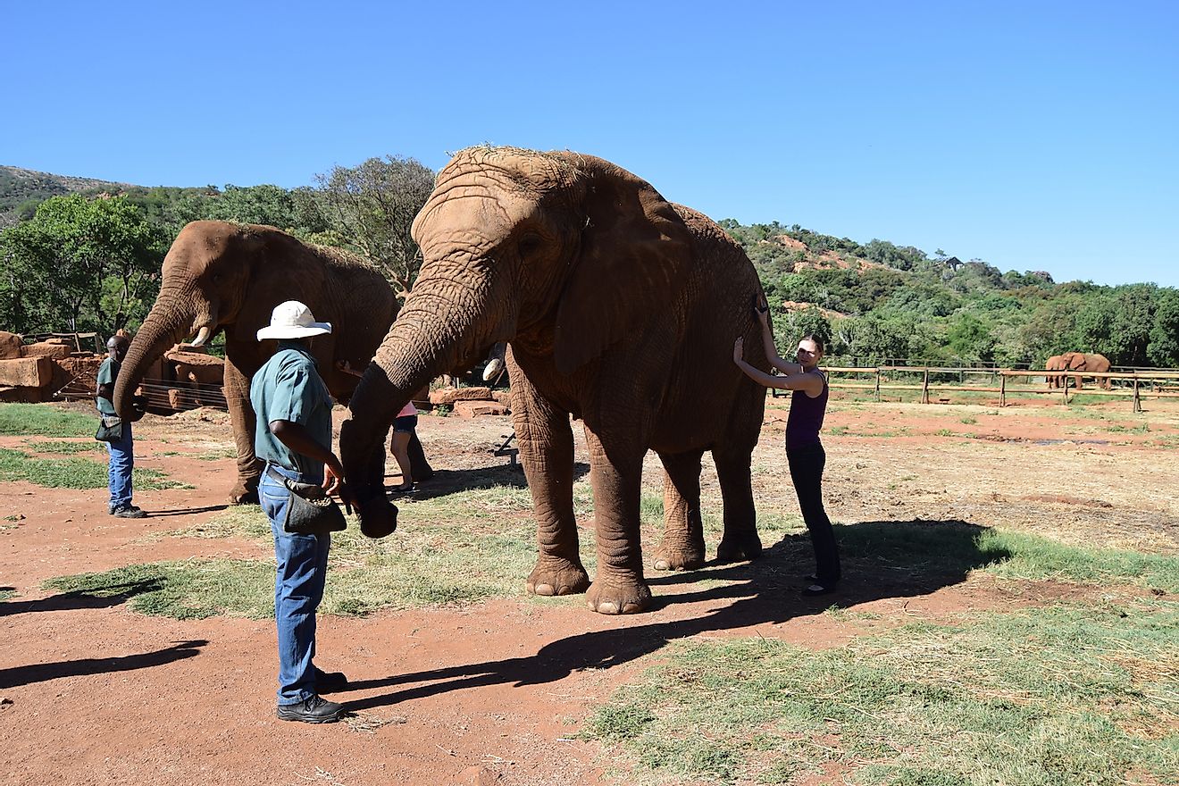 An elephant sanctuary in South Africa. 