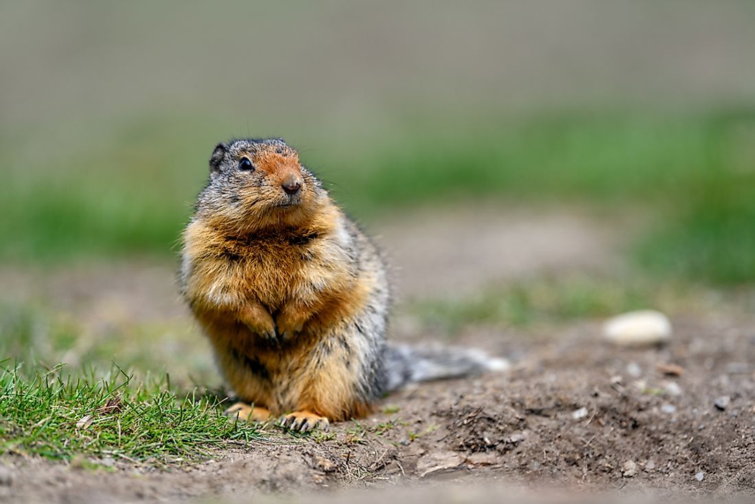 A number of mammals live in the Holarctic region. 