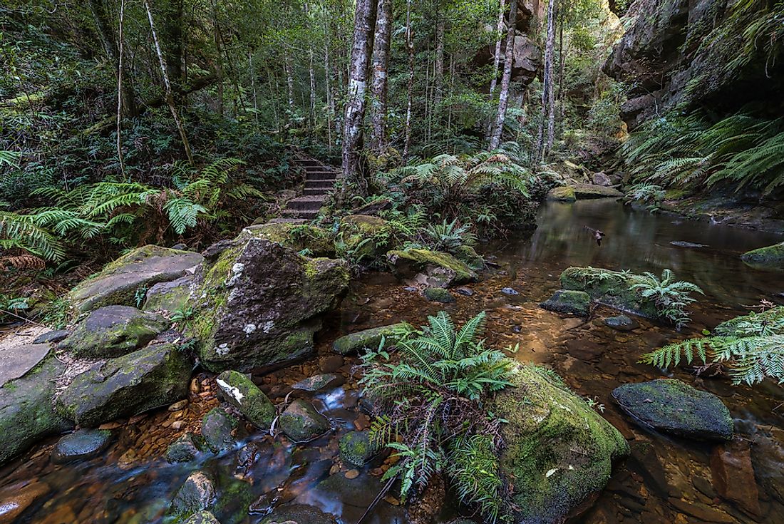 The forest of Blue Mountains National Park, Australia.