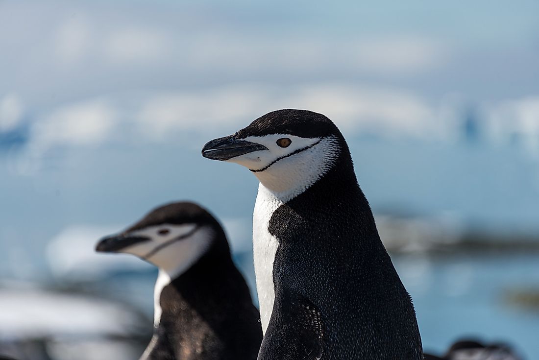 Chinstrap penguins. 