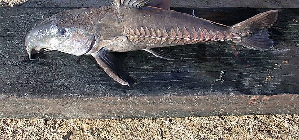 A specimen of the Cuiu Cuiu, or Ripsaw Catfish.