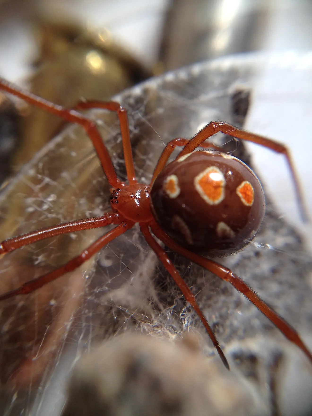 Red widow spider