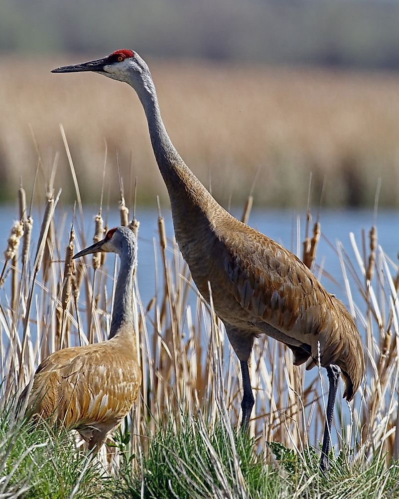 A juvenile Sandhill crane stands beside a mature adult in a wetland area.