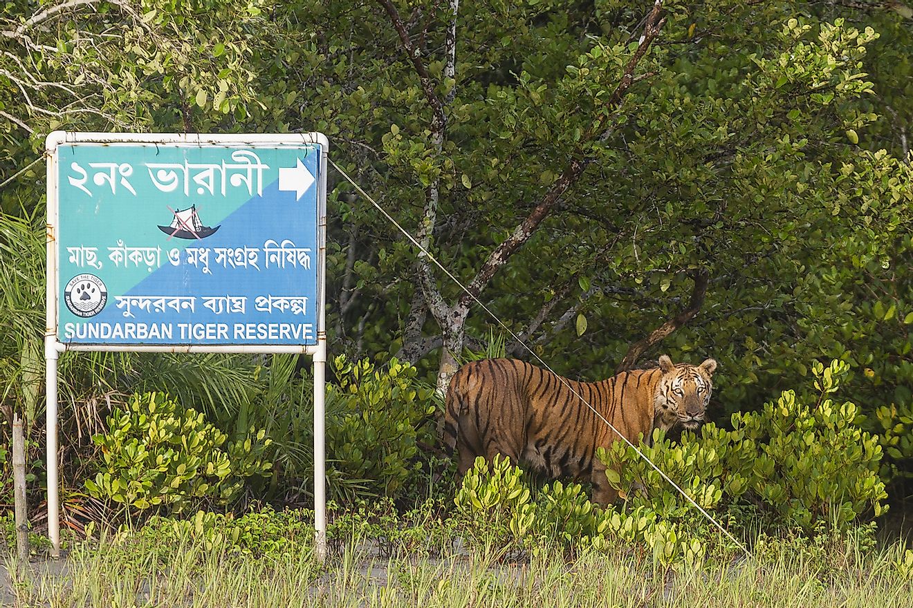 A male Sundarbans tiger in the Sundarban Tiger Reserve, West Bengal, India. Image credit: Soumyajit Nandy