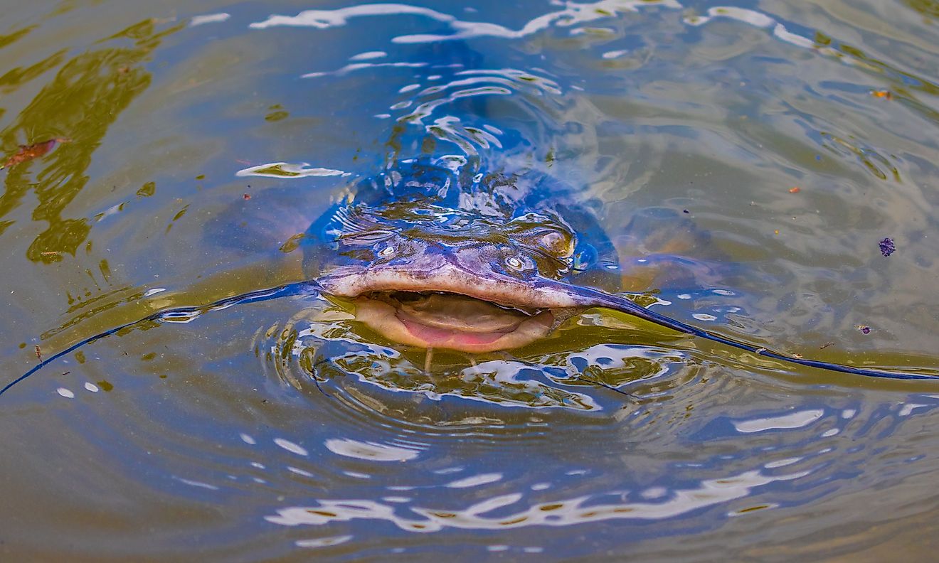 A catfish with open mouth.