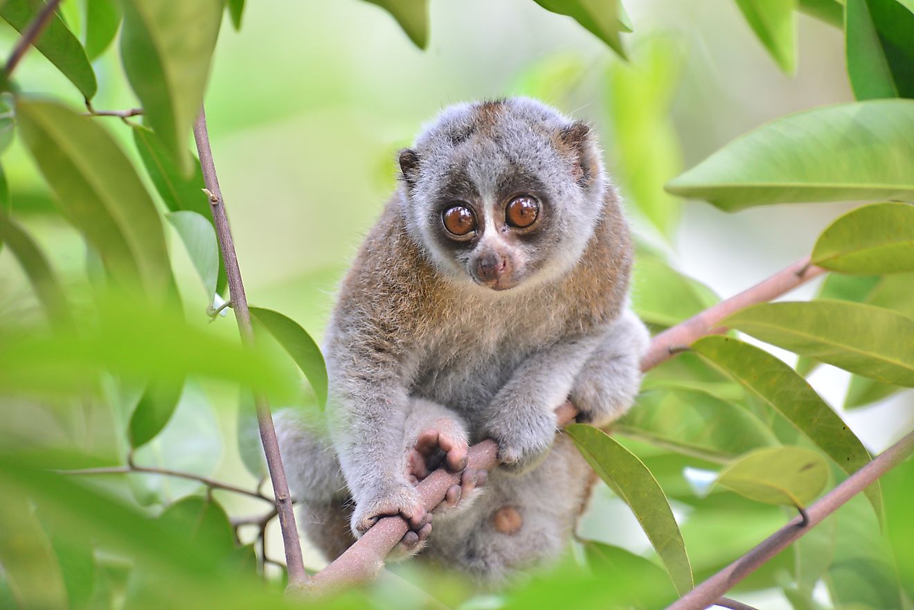 A slow loris on a tree branch.