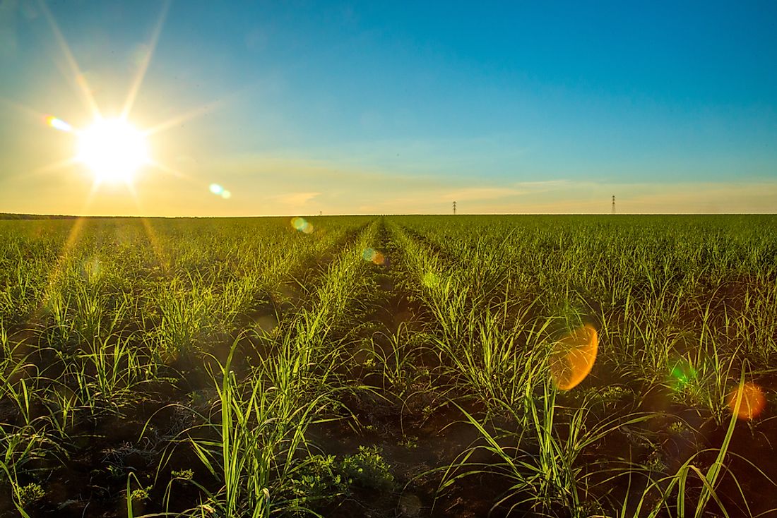 A sugar cane farm in Brazil. 