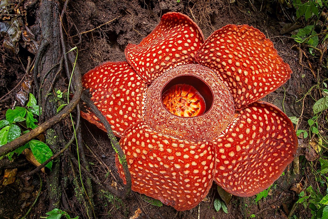 This flower is also known as the Stinking Corpse Lily.