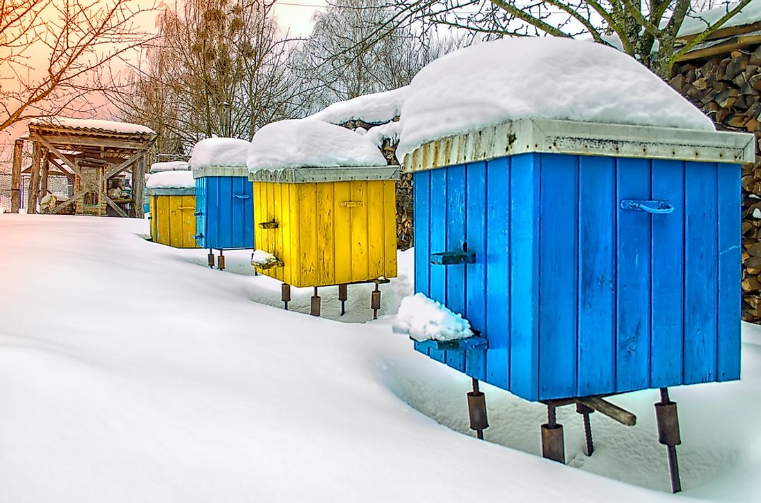 Honeybees create winter clusters inside the hive to keep the queen warm during the colder months.