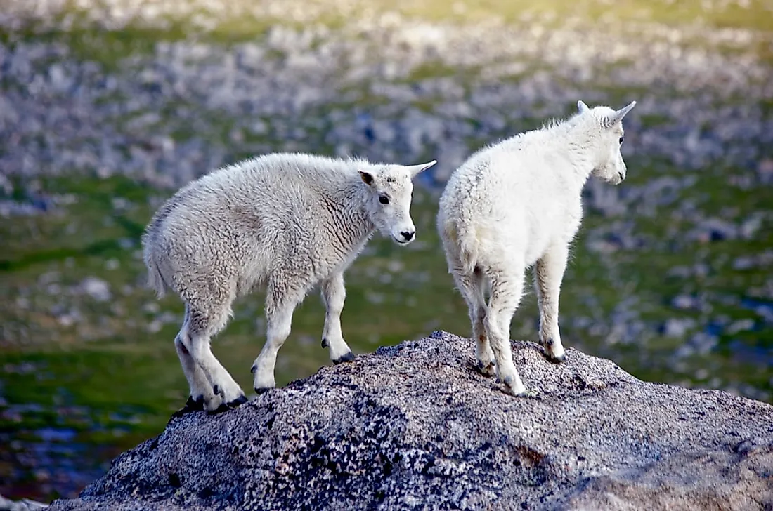 Arctic Tundra Landscape Animals