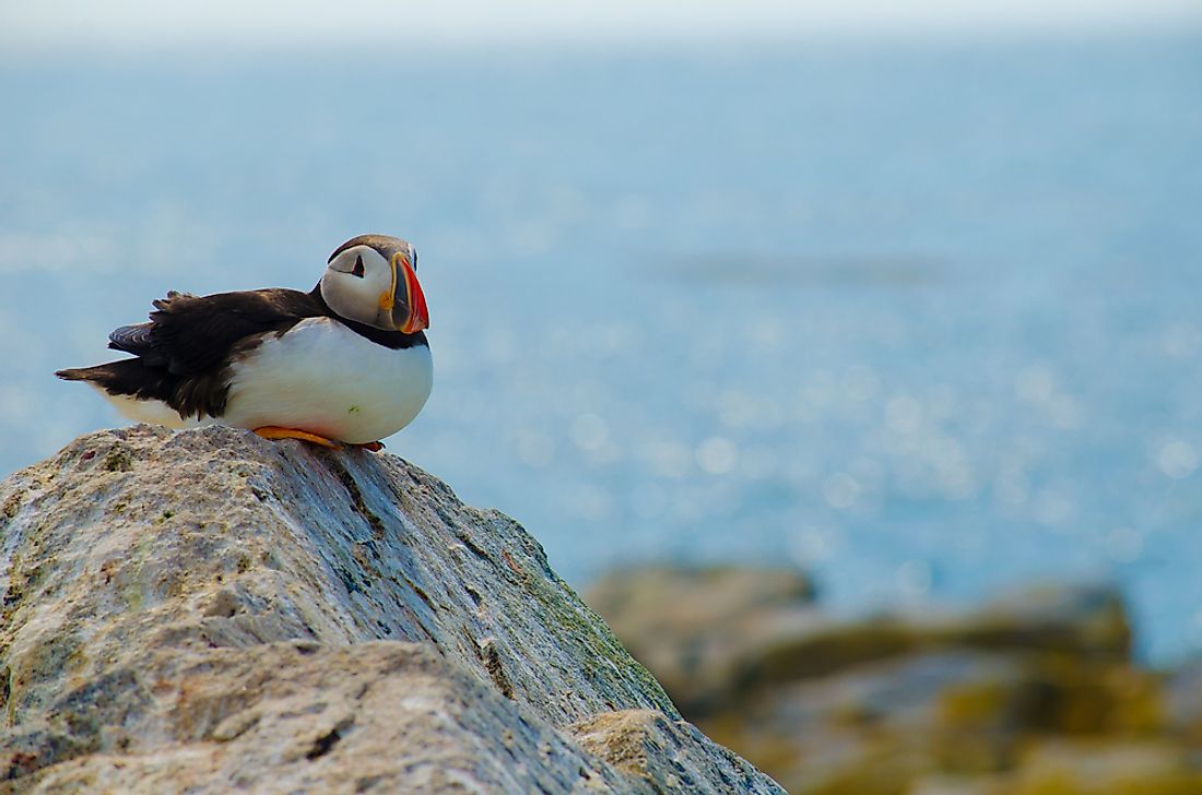 An Atlantic puffin resting on a rock. 