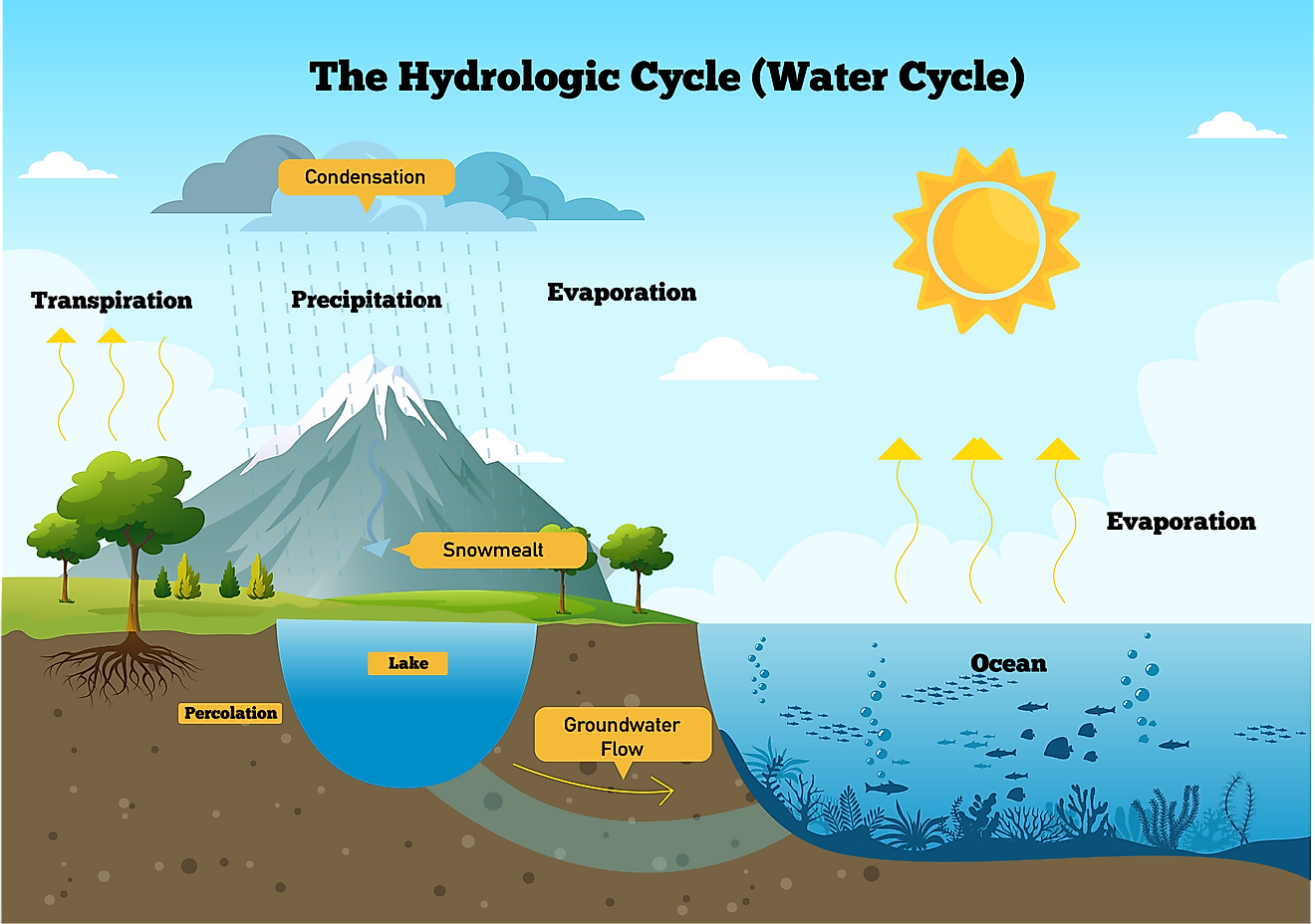 The Water Cycle - WorldAtlas