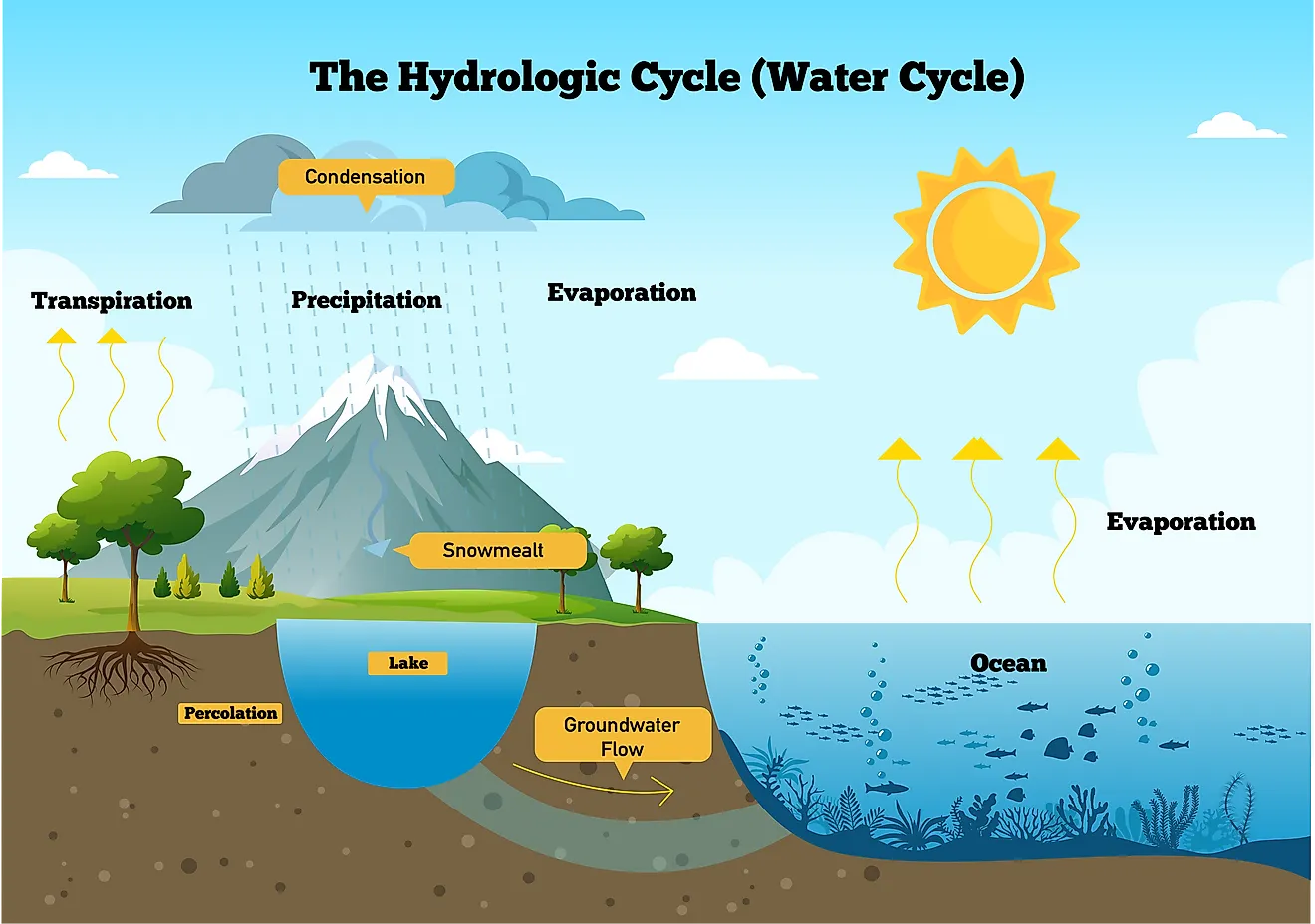 essay process of water cycle