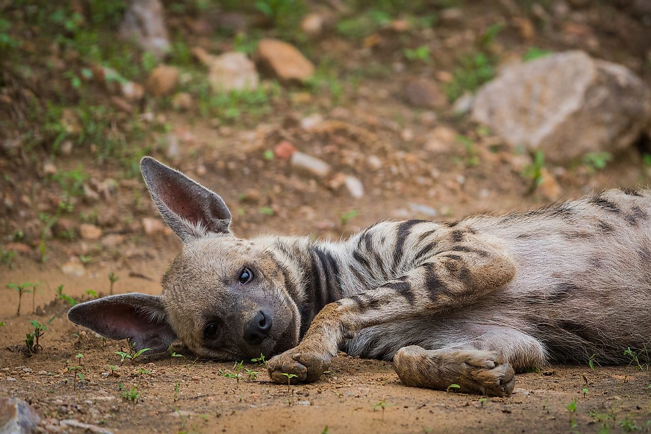 A striped Hyena at Jhalana Forest Reserve, India. Image credit: Sourabh Bharti/Shutterstock.com
