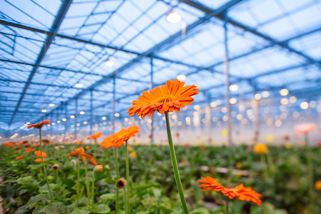 Speed breeding utilizes greenhouses and artificial lighting to encourage faster plant growth.  